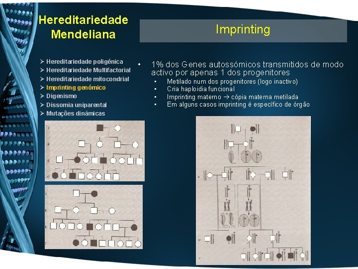 Hereditariedade Mendeliana Ø Ø Ø Ø Hereditariedade poligénica Hereditariedade Multifactorial Hereditariedade mitocondrial Imprinting genómico