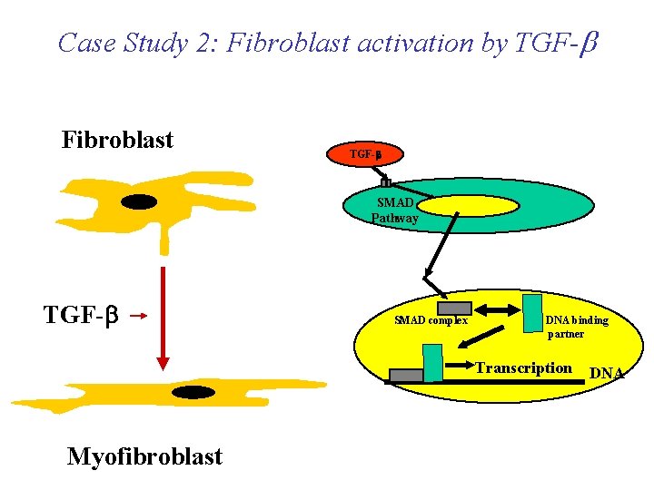 Case Study 2: Fibroblast activation by TGF-b Fibroblast TGF-b SMAD Pathway TGF-b SMAD complex