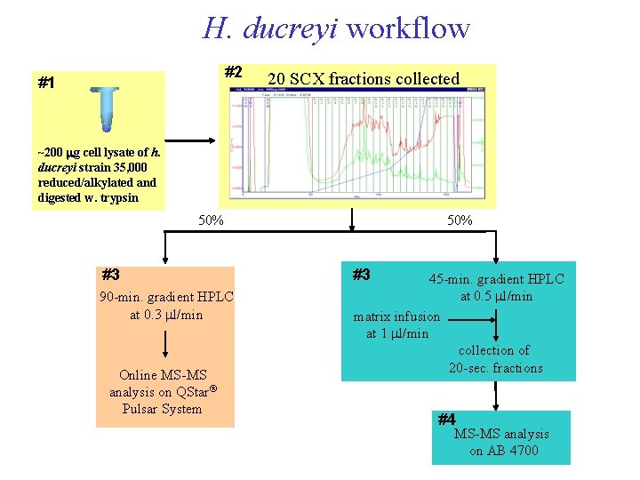 H. ducreyi workflow #2 #1 20 SCX fractions collected ~200 mg cell lysate of