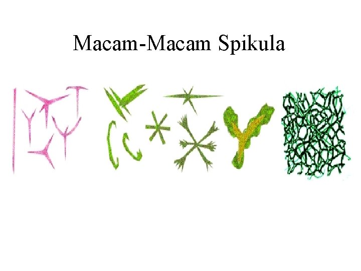 Macam-Macam Spikula 