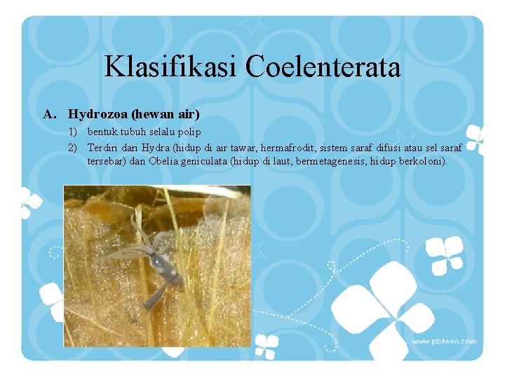 Klasifikasi Coelenterata A. Hydrozoa (hewan air) 1) bentuk tubuh selalu polip 2) Terdiri dari
