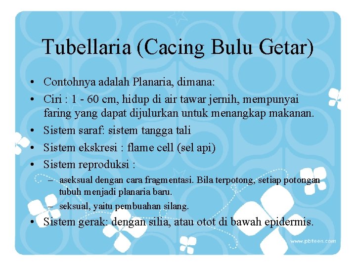 Tubellaria (Cacing Bulu Getar) • Contohnya adalah Planaria, dimana: • Ciri : 1 -