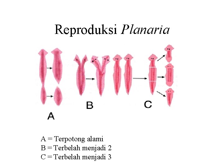 Reproduksi Planaria A = Terpotong alami B = Terbelah menjadi 2 C = Terbelah
