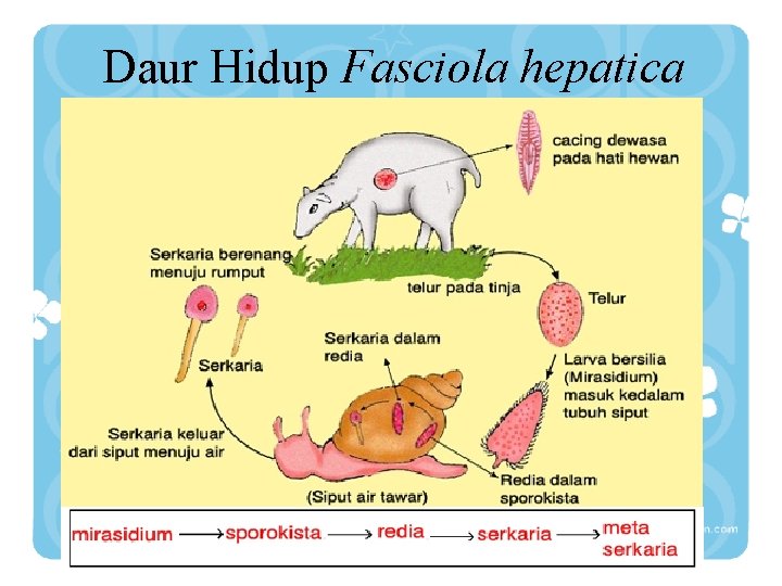 Daur Hidup Fasciola hepatica 