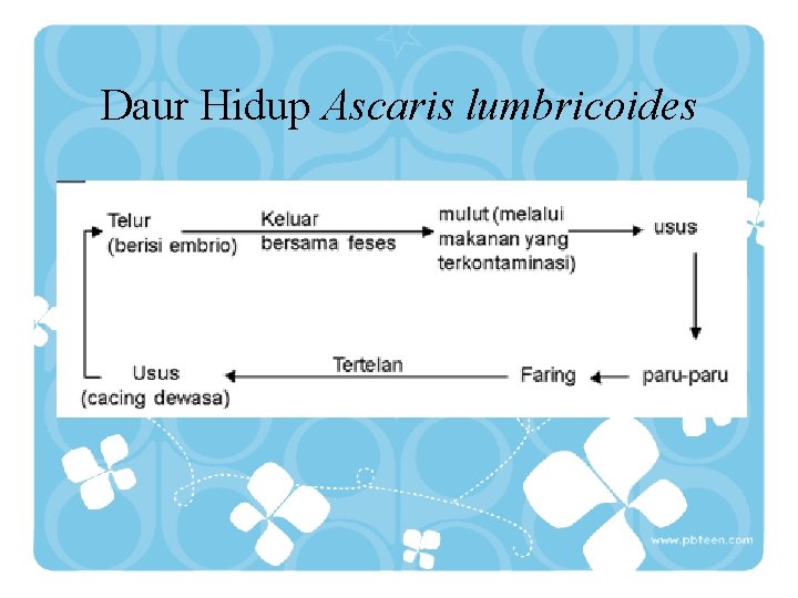 Daur Hidup Ascaris lumbricoides 