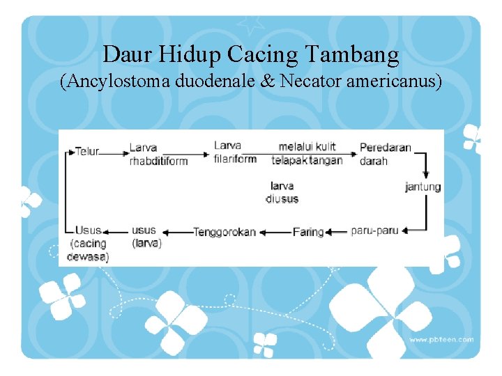 Daur Hidup Cacing Tambang (Ancylostoma duodenale & Necator americanus) 