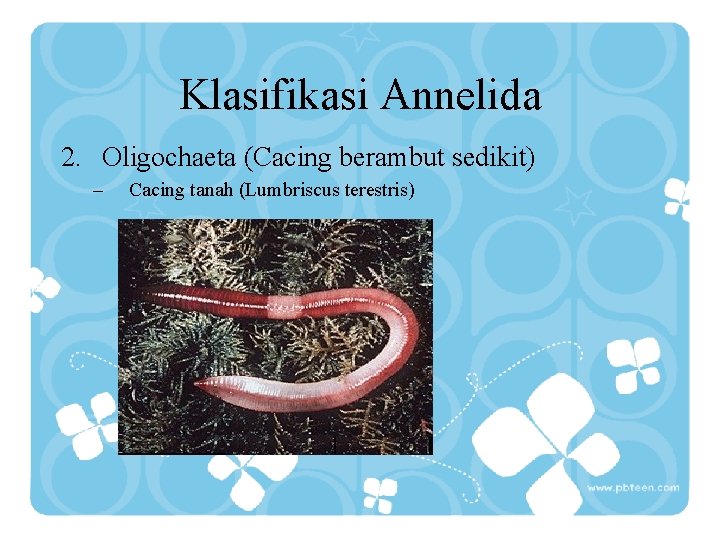 Klasifikasi Annelida 2. Oligochaeta (Cacing berambut sedikit) – Cacing tanah (Lumbriscus terestris) 