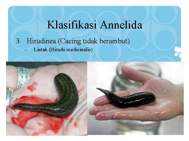 Klasifikasi Annelida 3. Hirudinea (Cacing tidak berambut) – Lintah (Hirudo medicinalis) 