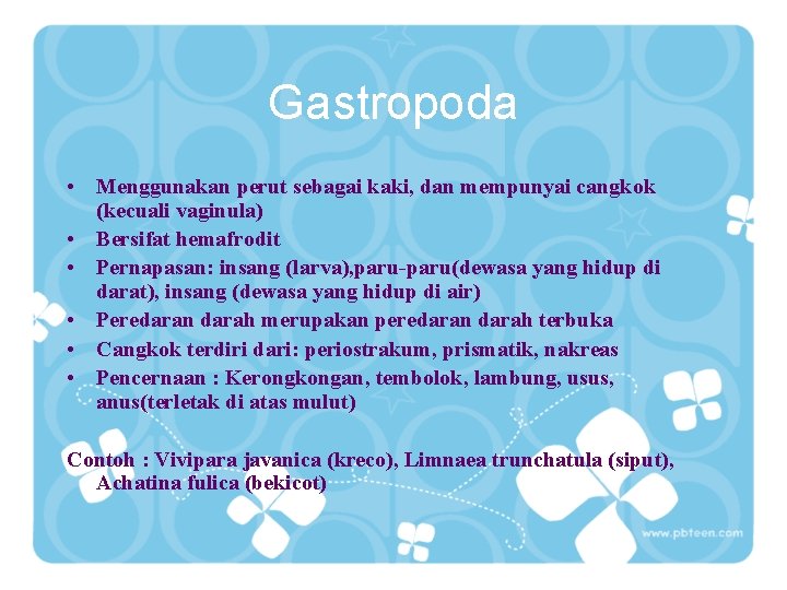 Gastropoda • Menggunakan perut sebagai kaki, dan mempunyai cangkok (kecuali vaginula) • Bersifat hemafrodit