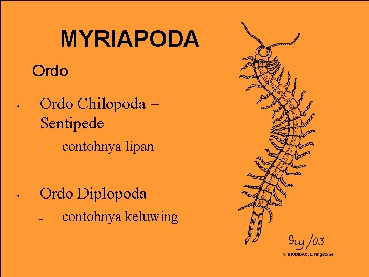 MYRIAPODA Ordo • Ordo Chilopoda = Sentipede – • contohnya lipan Ordo Diplopoda –