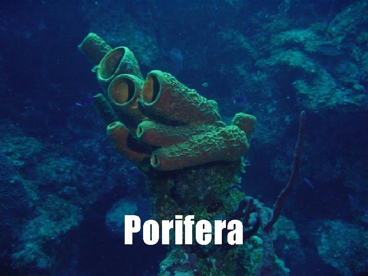Porifera 