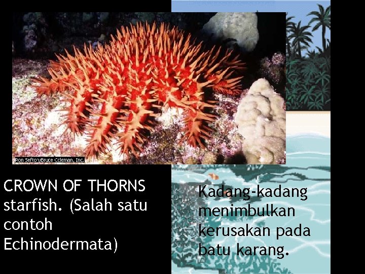 CROWN OF THORNS starfish. (Salah satu contoh Echinodermata) Bintang Duri Kadang-kadang menimbulkan kerusakan pada