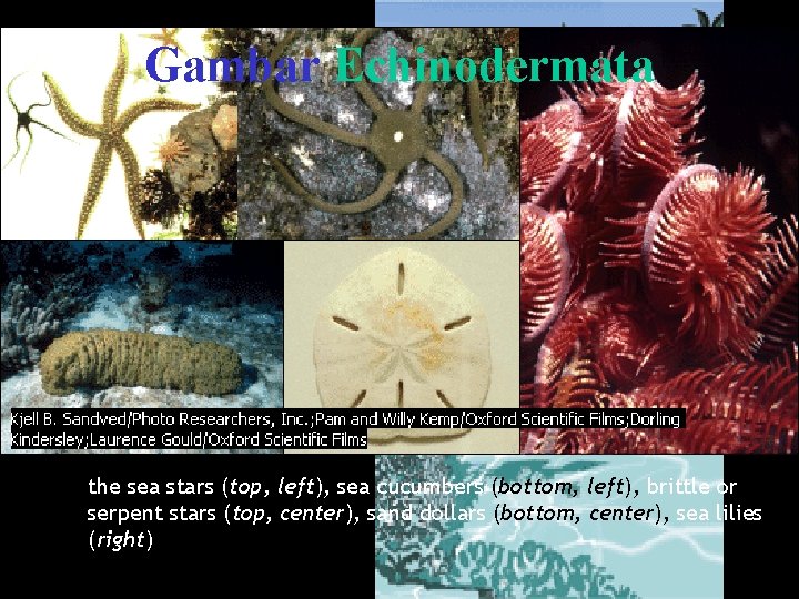 Gambar Echinodermata the sea stars (top, left), sea cucumbers (bottom, left), brittle or serpent