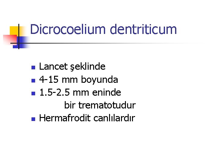 Dicrocoelium dentriticum Lancet şeklinde n 4 -15 mm boyunda n 1. 5 -2. 5