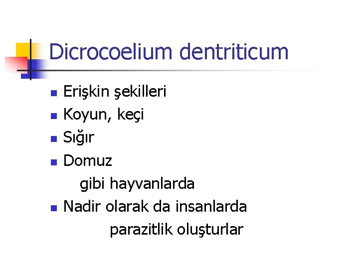 Dicrocoelium dentriticum Erişkin şekilleri n Koyun, keçi n Sığır n Domuz gibi hayvanlarda n