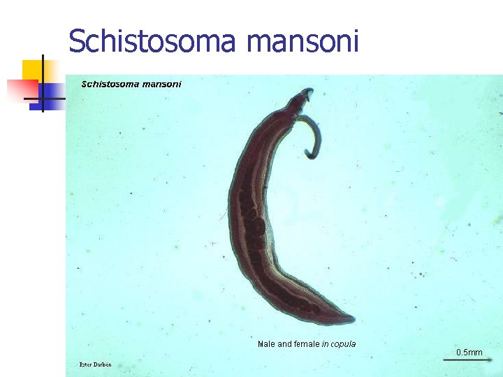 Schistosoma mansoni 