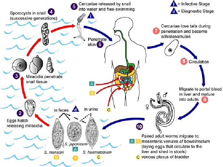 Life cycle of schistosomes 