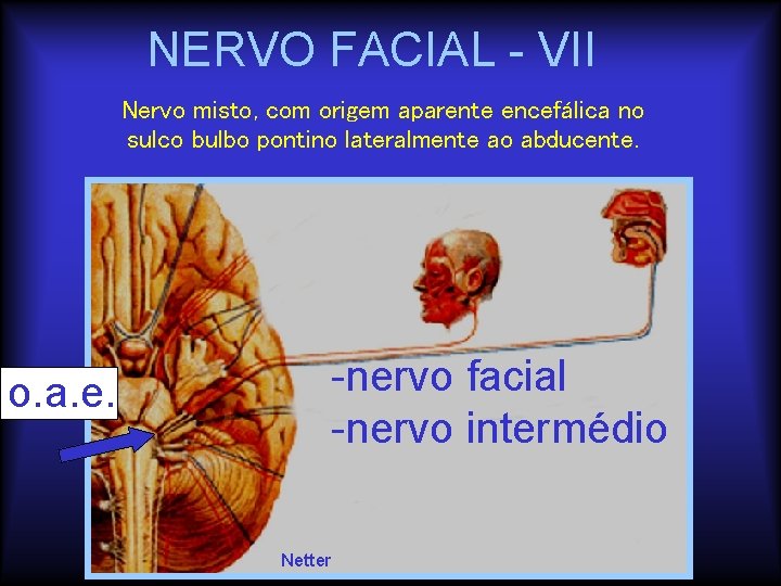 NERVO FACIAL - VII Nervo misto, com origem aparente encefálica no sulco bulbo pontino