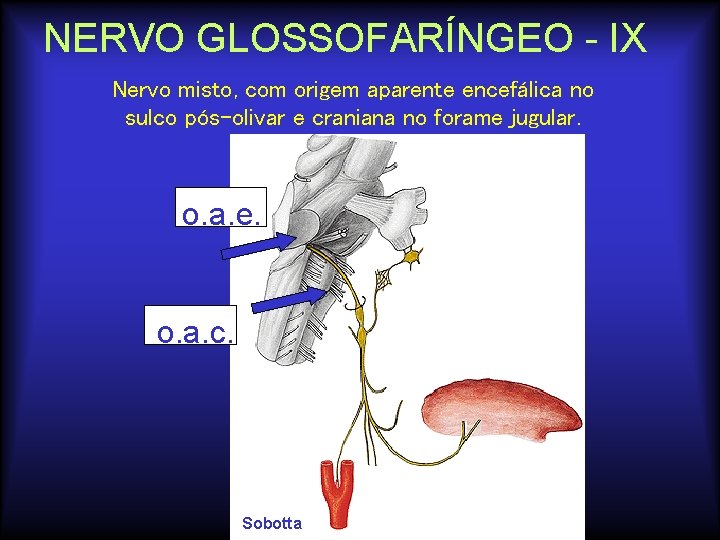 NERVO GLOSSOFARÍNGEO - IX Nervo misto, com origem aparente encefálica no sulco pós-olivar e