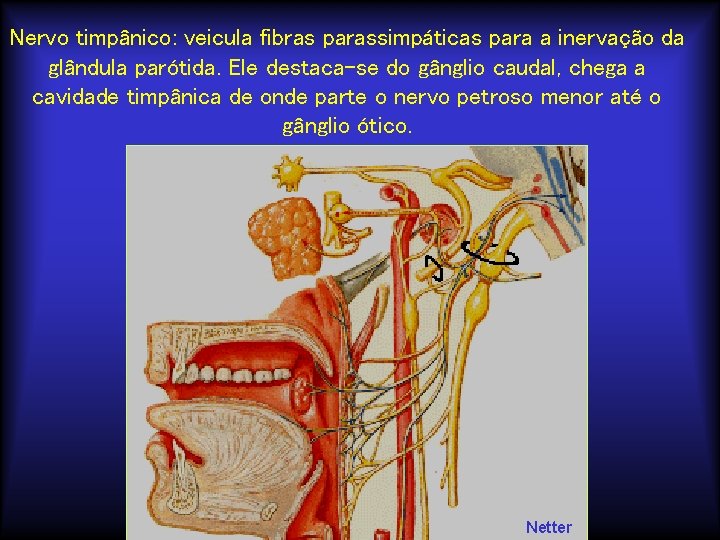 Nervo timpânico: veicula fibras parassimpáticas para a inervação da glândula parótida. Ele destaca-se do