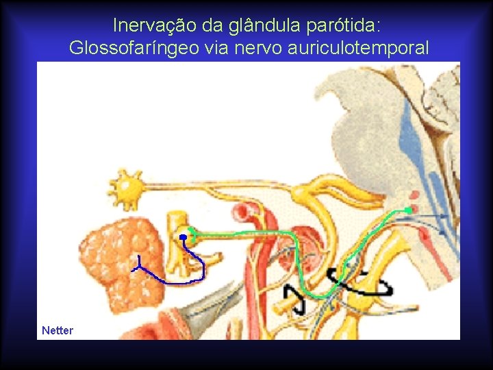 Inervação da glândula parótida: Glossofaríngeo via nervo auriculotemporal Netter 