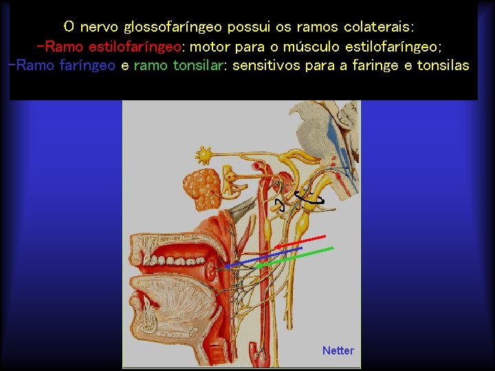O nervo glossofaríngeo possui os ramos colaterais: -Ramo estilofaríngeo: motor para o músculo estilofaríngeo;