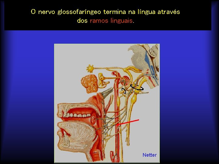 O nervo glossofaríngeo termina na língua através dos ramos linguais. Netter 