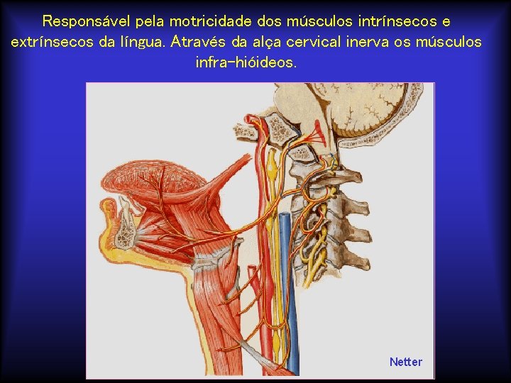 Responsável pela motricidade dos músculos intrínsecos e extrínsecos da língua. Através da alça cervical