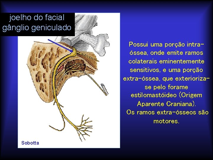 joelho do facial gânglio geniculado Possui uma porção intraóssea, onde emite ramos colaterais eminentemente