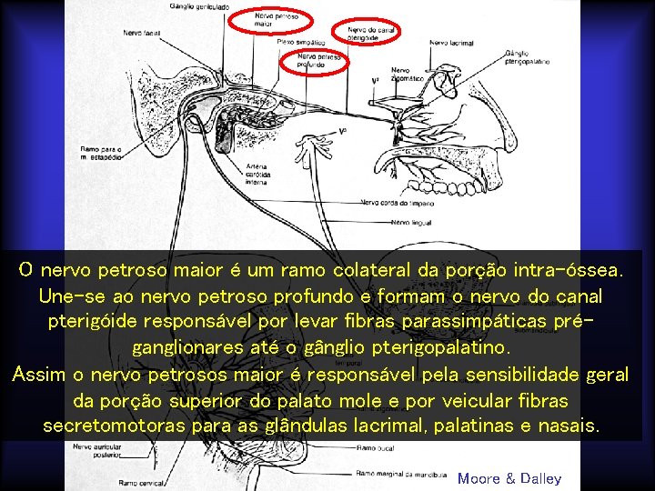 O nervo petroso maior é um ramo colateral da porção intra-óssea. Une-se ao nervo