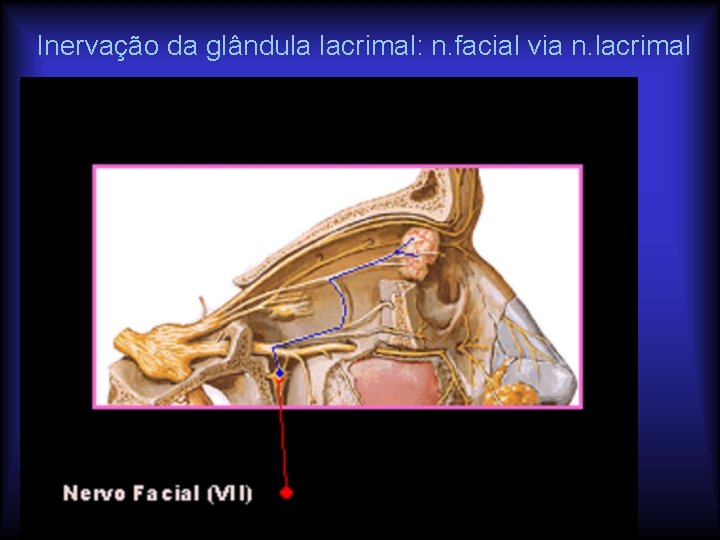 Inervação da glândula lacrimal: n. facial via n. lacrimal Netter 