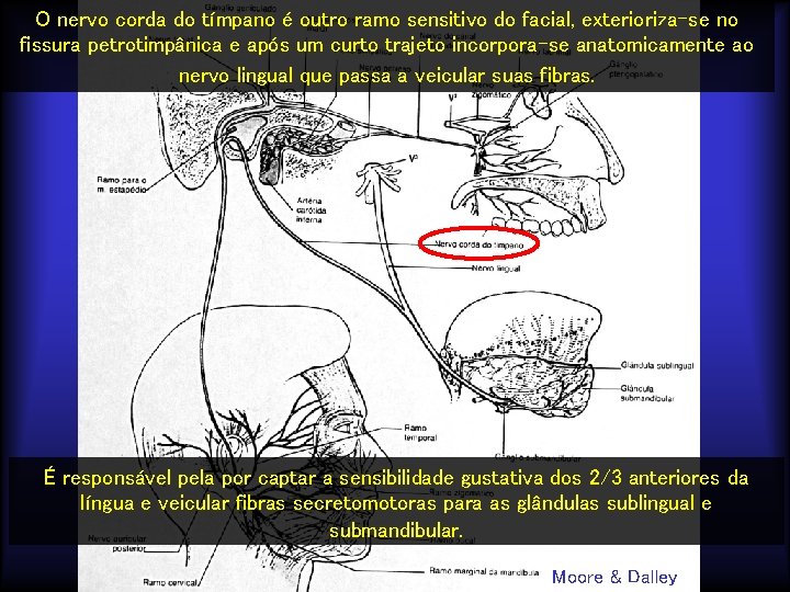 O nervo corda do tímpano é outro ramo sensitivo do facial, exterioriza-se no fissura