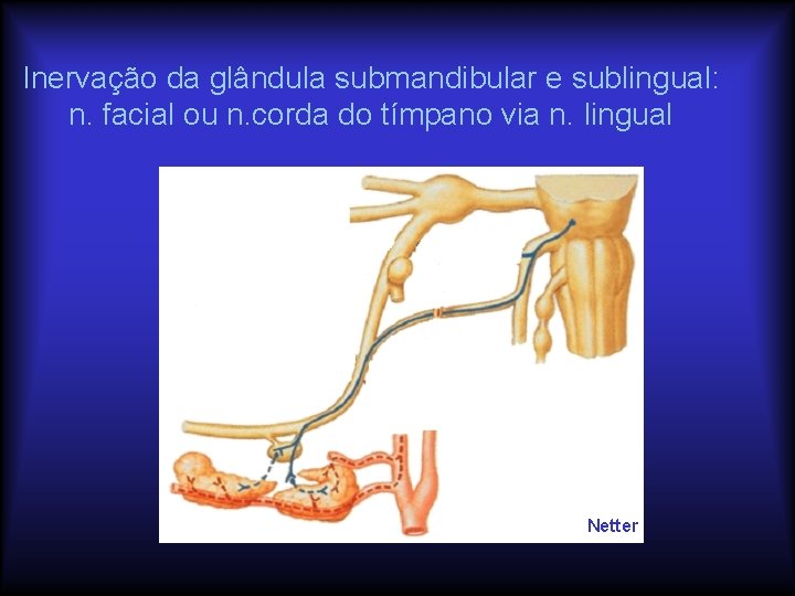 Inervação da glândula submandibular e sublingual: n. facial ou n. corda do tímpano via