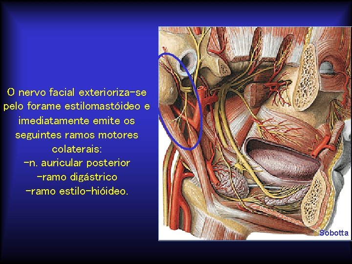 O nervo facial exterioriza-se pelo forame estilomastóideo e imediatamente emite os seguintes ramos motores