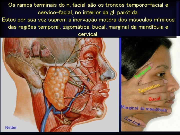 Os ramos terminais do n. facial são os troncos temporo-facial e cervico-facial, no interior