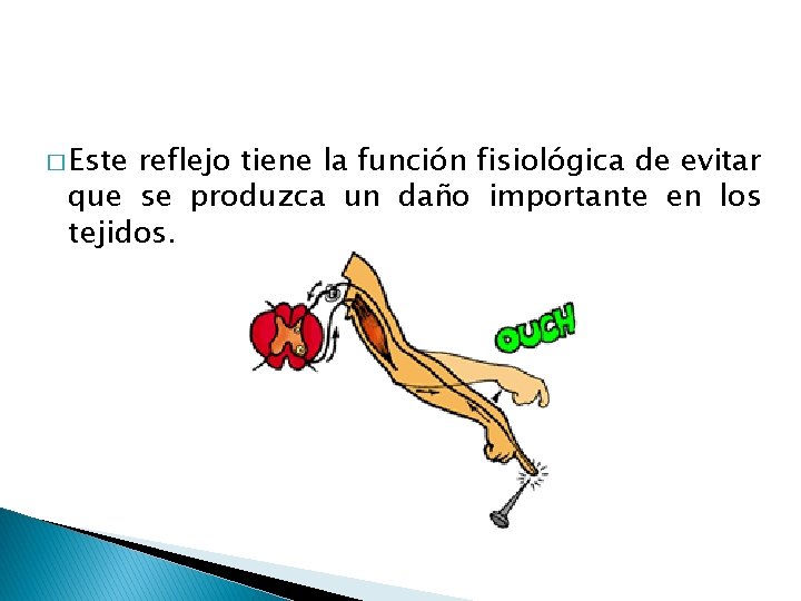 � Este reflejo tiene la función fisiológica de evitar que se produzca un daño � Este reflejo tiene la función fisiológica de evitar que se produzca un daño