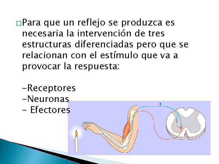 �Para que un reflejo se produzca es necesaria la intervención de tres estructuras diferenciadas �Para que un reflejo se produzca es necesaria la intervención de tres estructuras diferenciadas