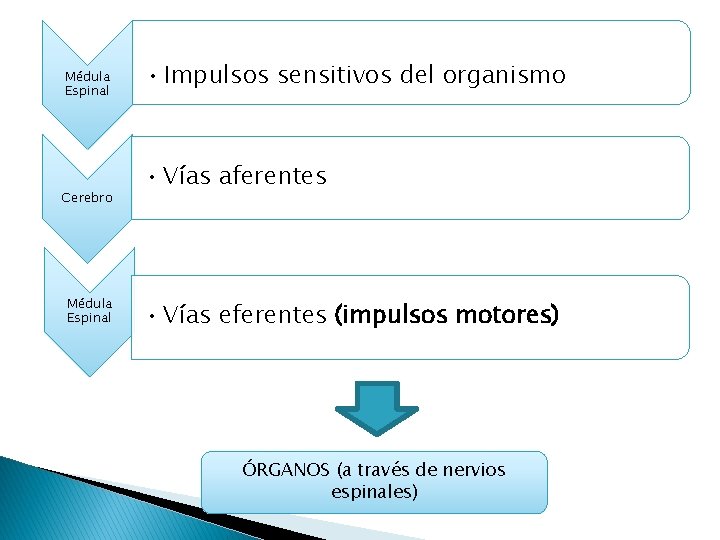 Médula Espinal Cerebro Médula Espinal • Impulsos sensitivos del organismo • Vías aferentes • Médula Espinal Cerebro Médula Espinal • Impulsos sensitivos del organismo • Vías aferentes •