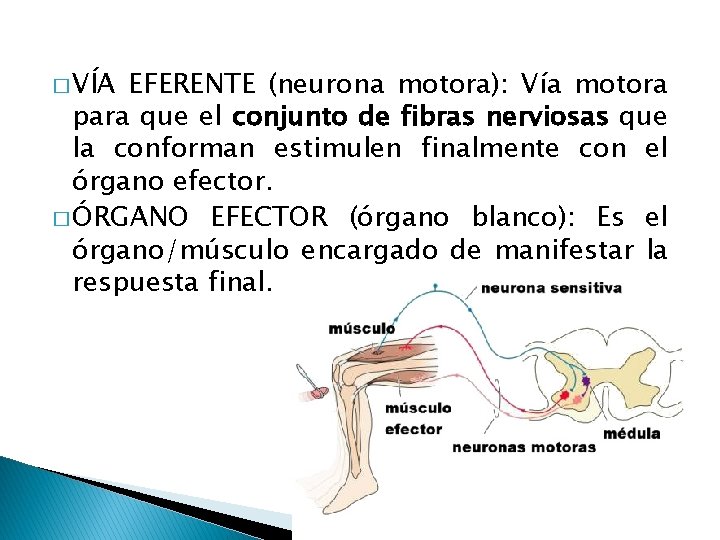 � VÍA EFERENTE (neurona motora): Vía motora para que el conjunto de fibras nerviosas � VÍA EFERENTE (neurona motora): Vía motora para que el conjunto de fibras nerviosas