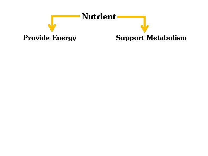 Nutrient Provide Energy Support Metabolism 