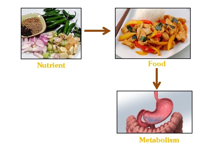 Nutrient Food Metabolism 