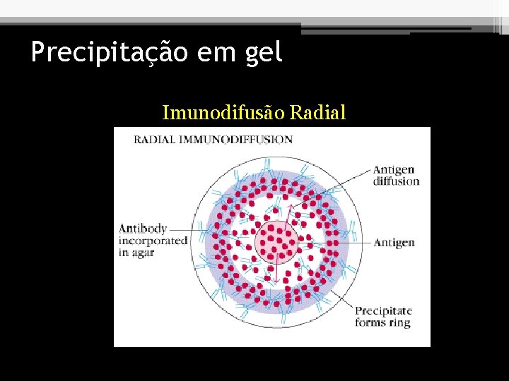Precipitação em gel Imunodifusão Radial 
