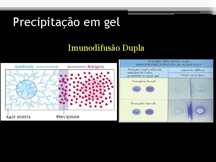 Precipitação em gel Imunodifusão Dupla 