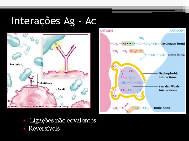 Interações Ag - Ac Ligações não covalentes § Reversíveis § 