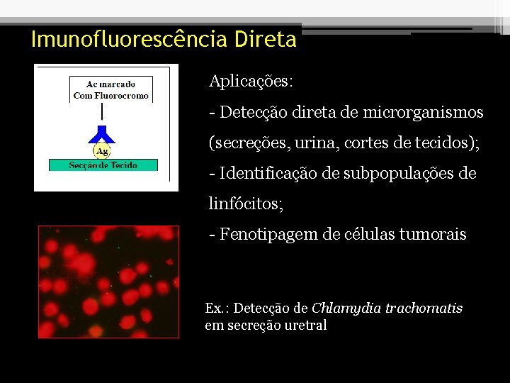 Imunofluorescência Direta Aplicações: - Detecção direta de microrganismos (secreções, urina, cortes de tecidos); -