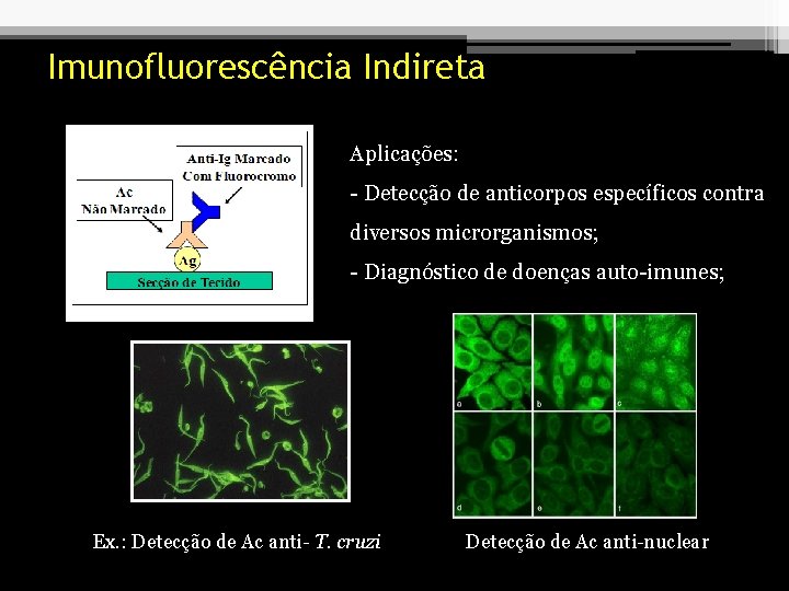 Imunofluorescência Indireta Aplicações: - Detecção de anticorpos específicos contra diversos microrganismos; - Diagnóstico de