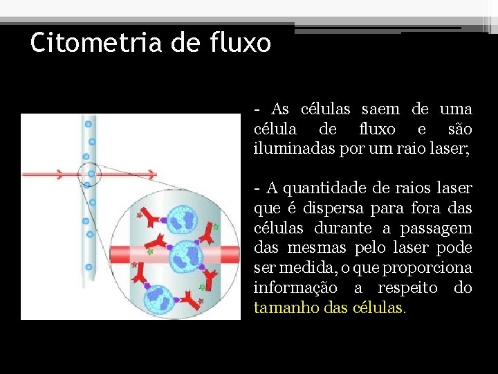 Citometria de fluxo - As células saem de uma célula de fluxo e são