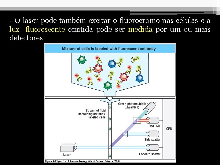 - O laser pode também excitar o fluorocromo nas células e a luz fluorescente