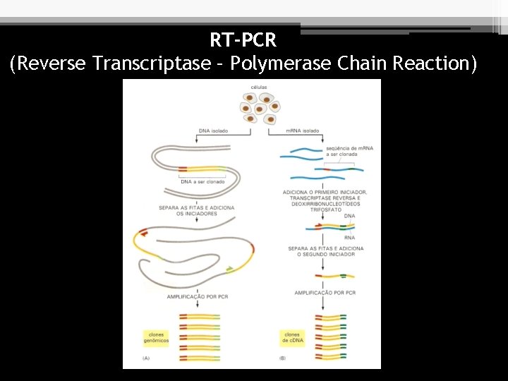 RT-PCR (Reverse Transcriptase – Polymerase Chain Reaction) 