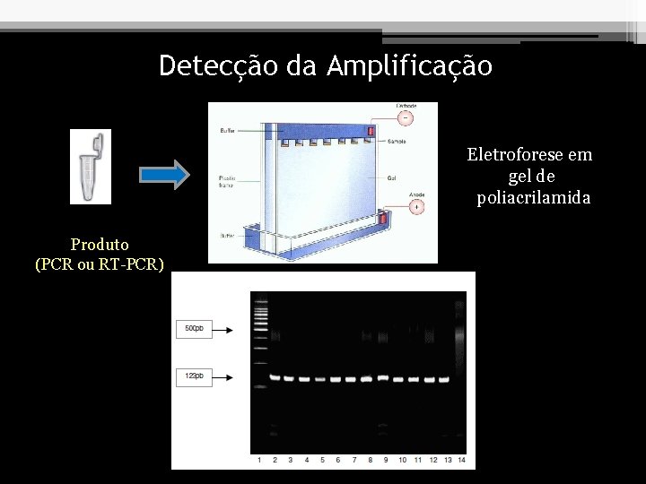 Detecção da Amplificação Eletroforese em gel de poliacrilamida Produto (PCR ou RT-PCR) 